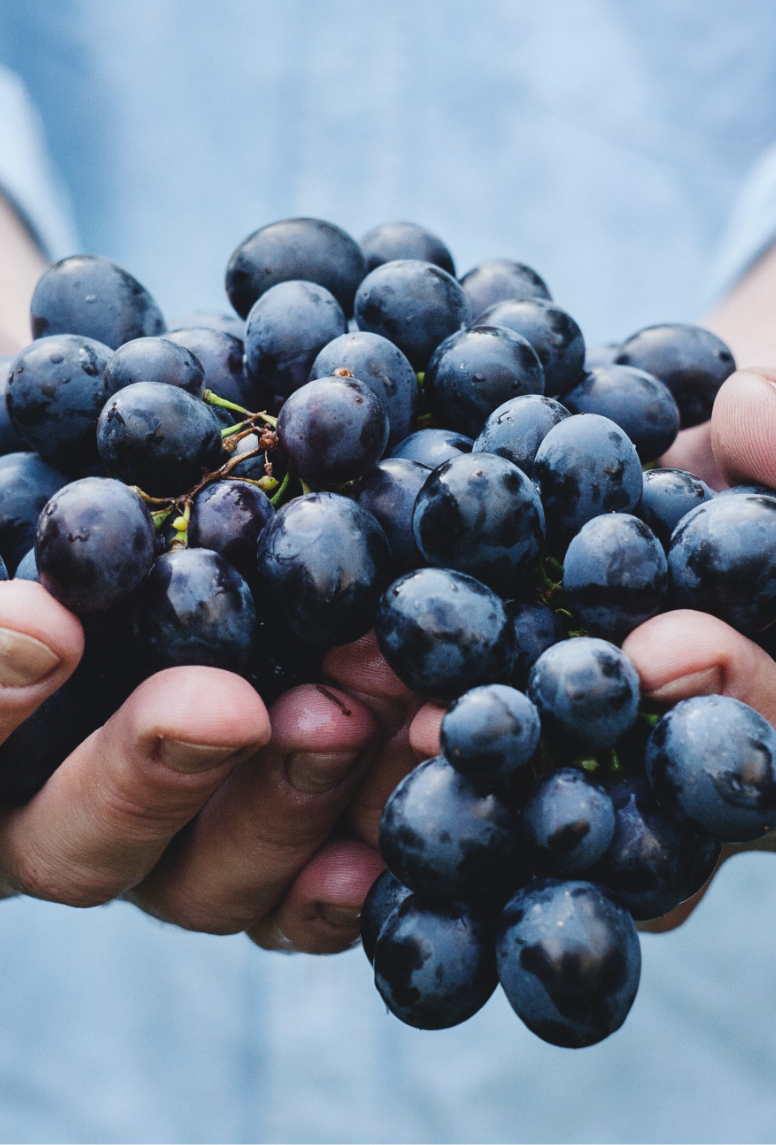 Spiess Wine Company Video