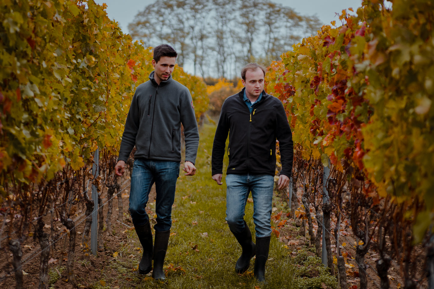 Christian und Johannes Spiess gehen durch die herbstlichen Weingärten